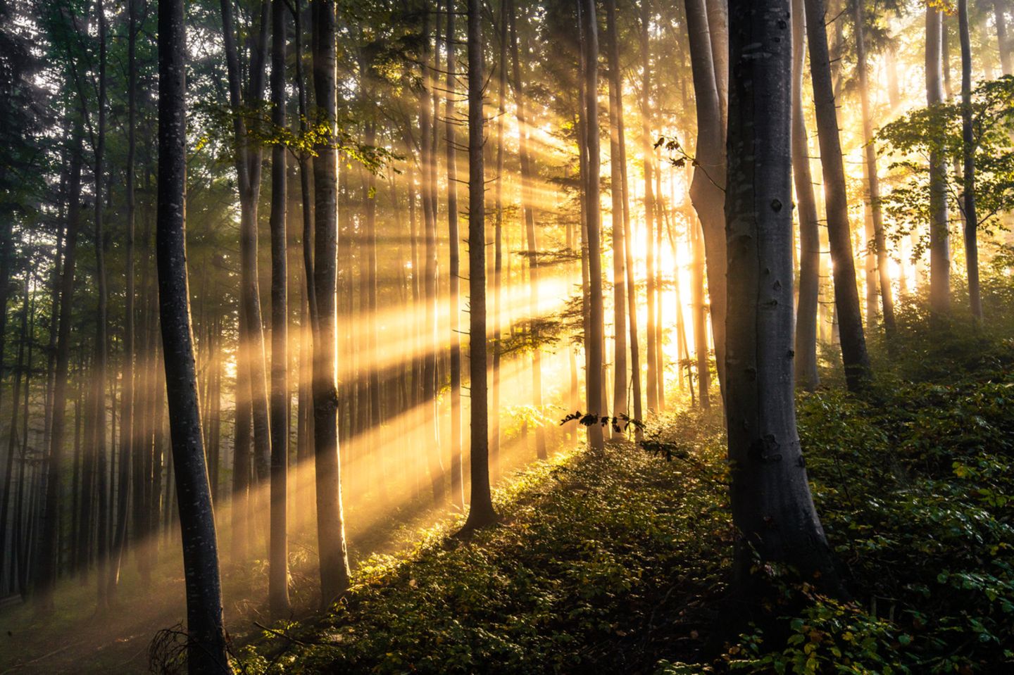 Sonnenstrahlen im Wald