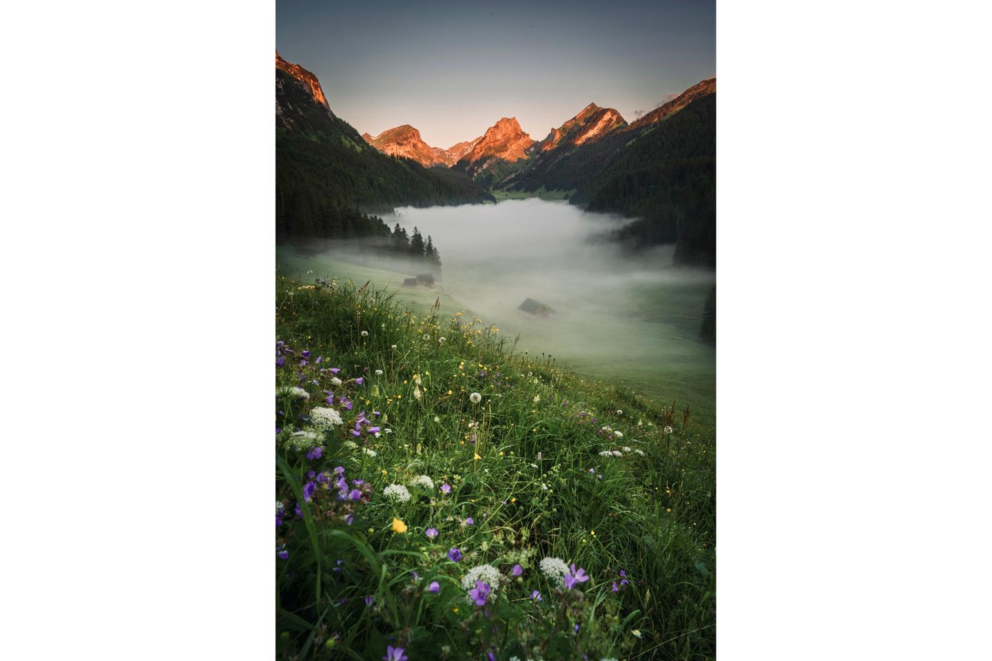 Nebelverhangener Sämtisersee mit einer Blumenwiese im Vordergrund