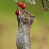 Rötelmaus, die auf zwei Beinen steht und sich nach einer Beere ausstreckt