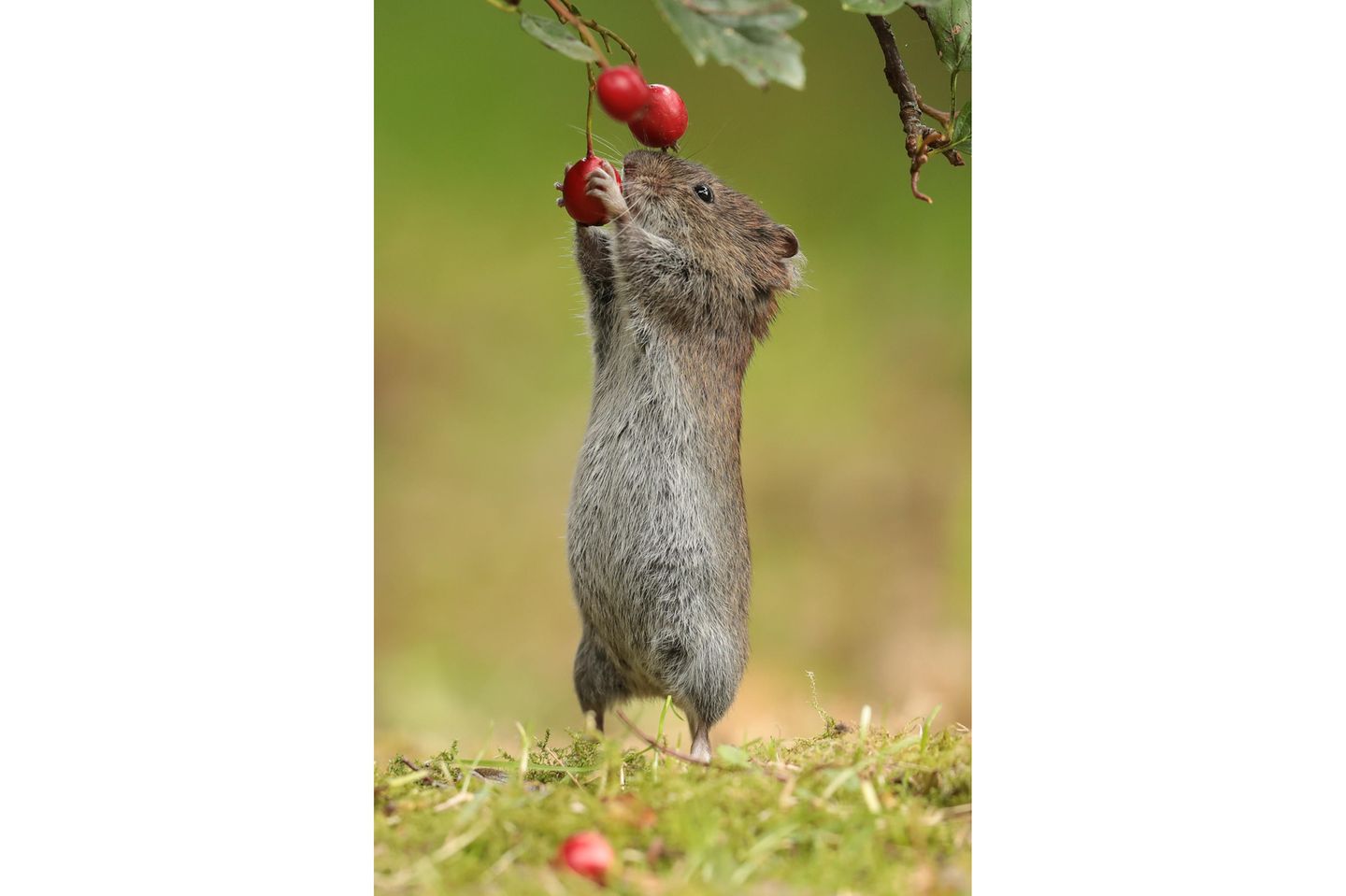 Rötelmaus, die auf zwei Beinen steht und sich nach einer Beere ausstreckt