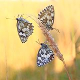 Drei Schmetterlinge an Weizen