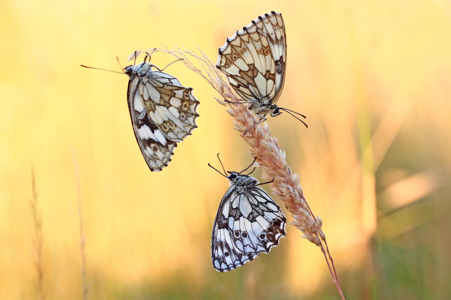 Drei Schmetterlinge an Weizen