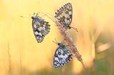 Drei Schmetterlinge an Weizen