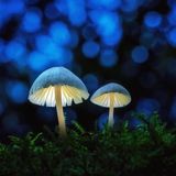 Zwei "leuchtende" Pilze auf Moos