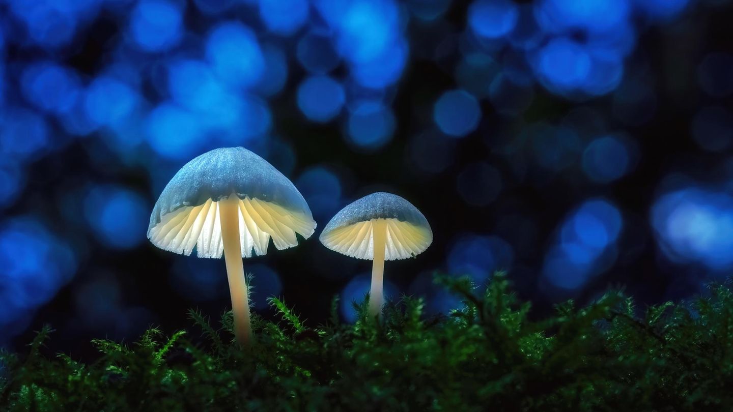 Die leuchtenden Pilze Zwei "leuchtende" Pilze auf Moos