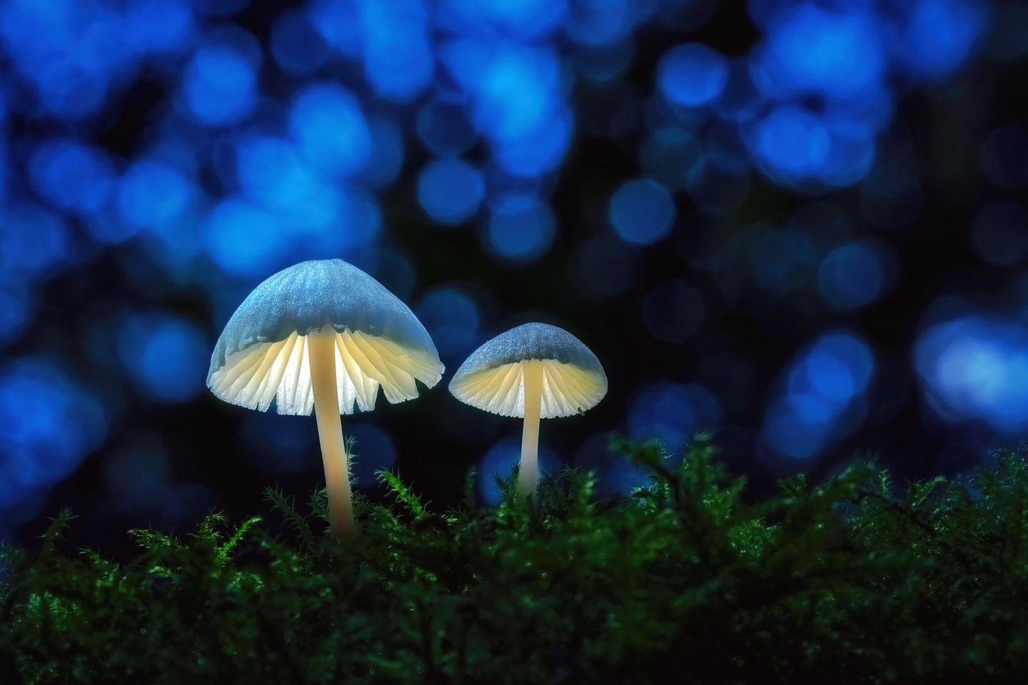 Zwei "leuchtende" Pilze auf Moos