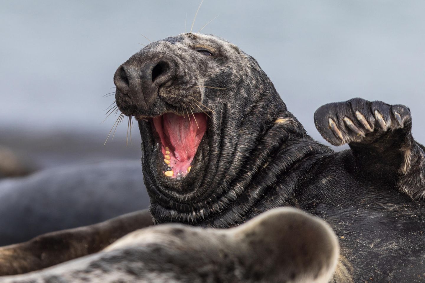 Gähnende Kegelrobbe