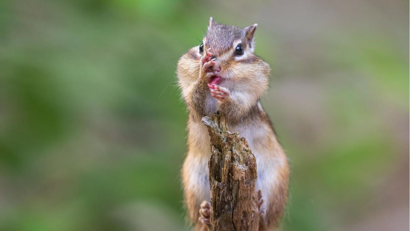 Streifenhörnchen Streifenhörnchen auf einem Ast