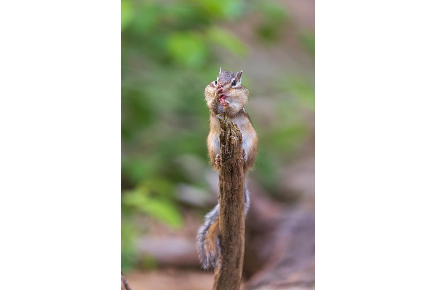 Streifenhörnchen auf einem Ast
