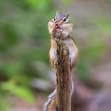 Streifenhörnchen auf einem Ast