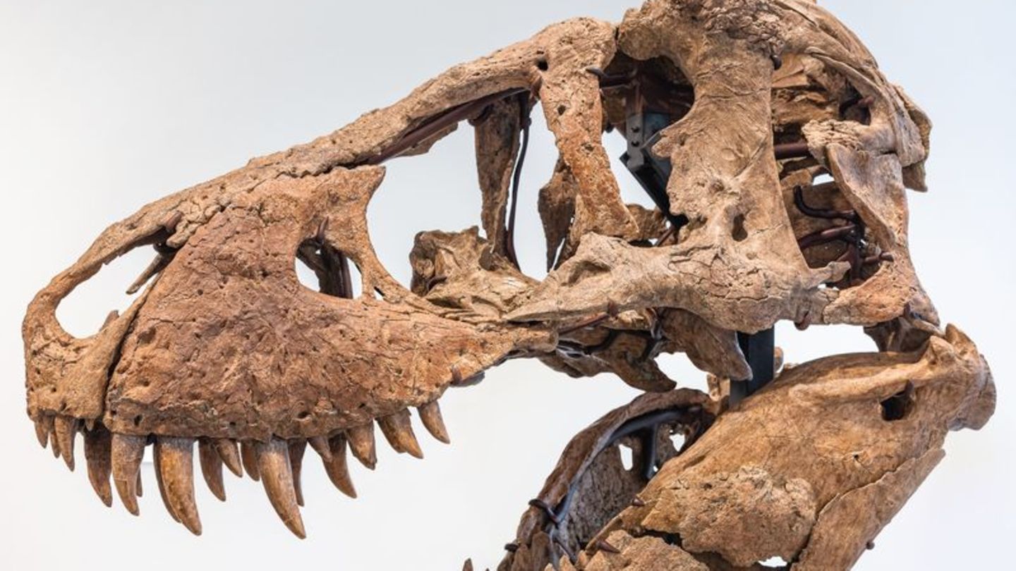 TRexSchädel für 6 Millionen Dollar versteigert [GEO]