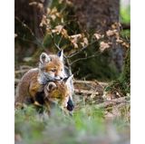 Zwei Fuchswelpen spielen miteinander