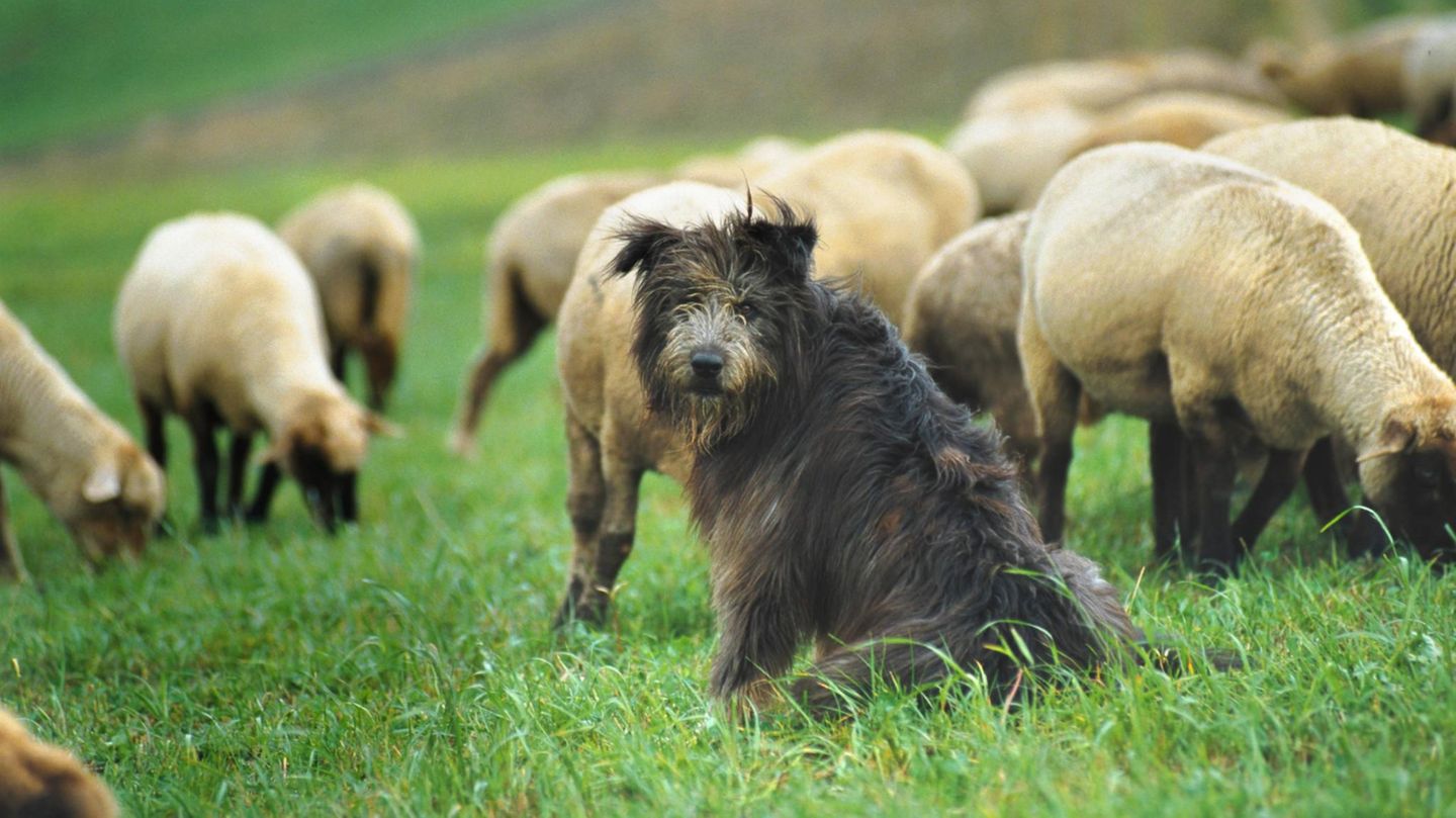 Ein Hütehund bewacht eine Schafsherde