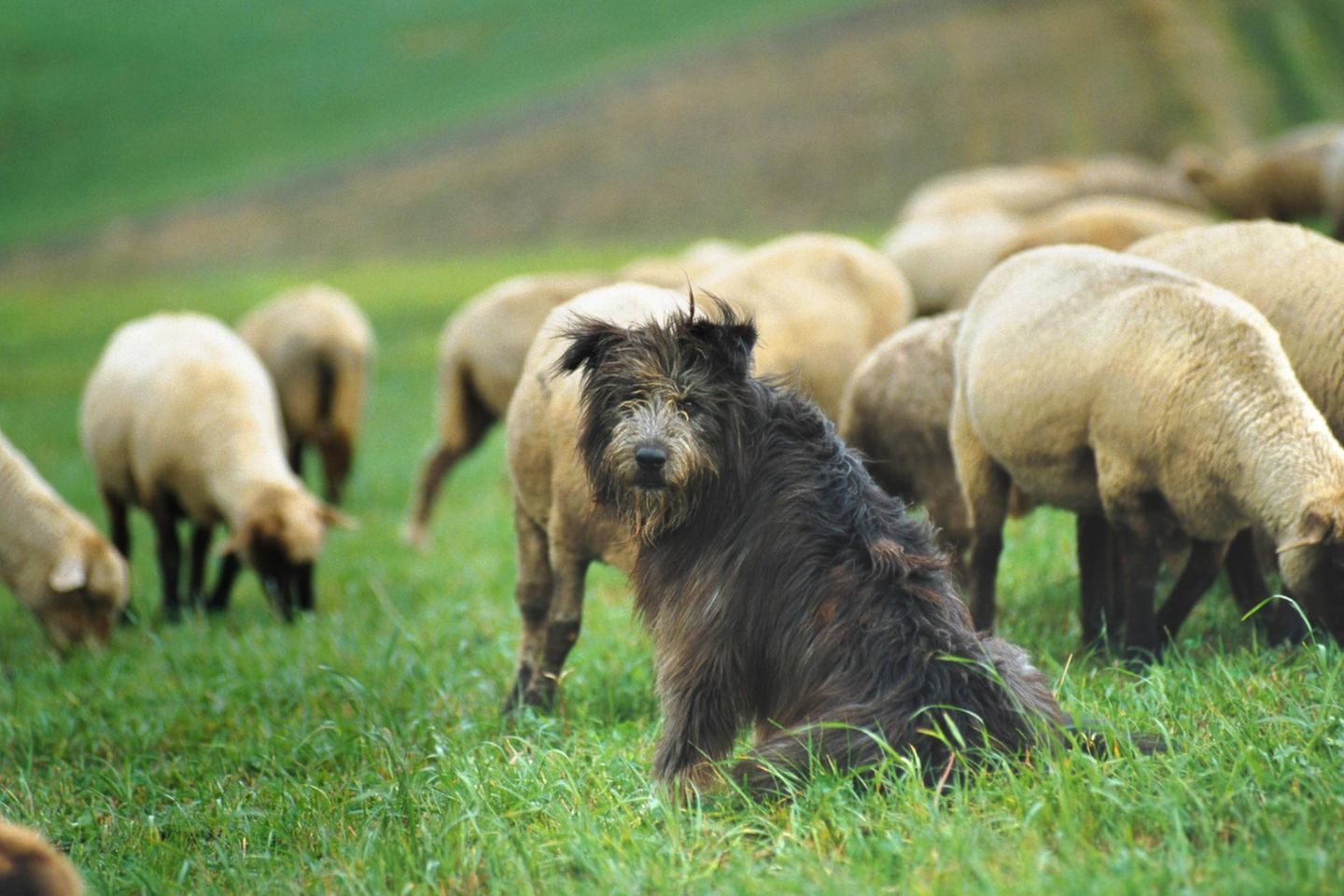 Ein Hütehund bewacht eine Schafsherde