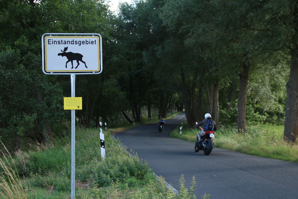 Im Jahr 2020 wurde in Brandenburg ein erstes Elch-Warnschild in der Gemeinde Nuthe-Urstromtal aufgestellt. Die riesigen Tiere mit ihren mächtigen Geweihen sind im Straßenverkehr eine Gefahr
