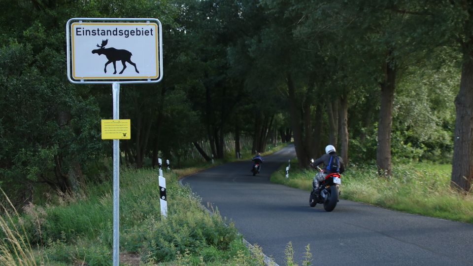 Sanfte Riesen: Im Jahr 2020 wurde in Brandenburg ein erstes Elch-Warnschild in der Gemeinde Nuthe-Urstromtal aufgestellt. Die riesigen Tiere mit ihren mächtigen Geweihen sind im Straßenverkehr eine Gefahr Im Jahr 2020 wurde in Brandenburg ein erstes Elch-Warnschild in der Gemeinde Nuthe-Urstromtal aufgestellt. Die riesigen Tiere mit ihren mächtigen Geweihen sind im Straßenverkehr eine Gefahr