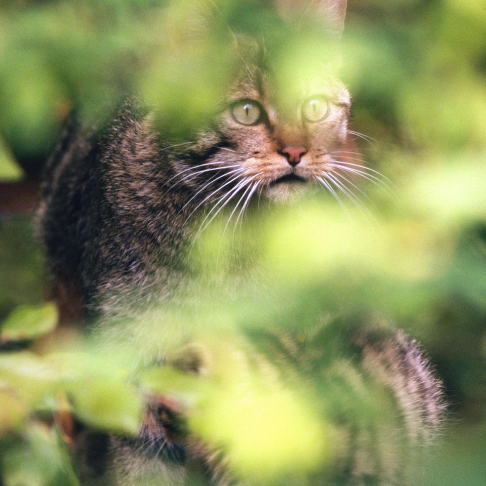 Heimliche Jägerin: Nur selten bekommt man eine Wildkatze zu Gesicht. Denn die geschickten Räuber sind scheu und führen ein Leben im Verborgenen