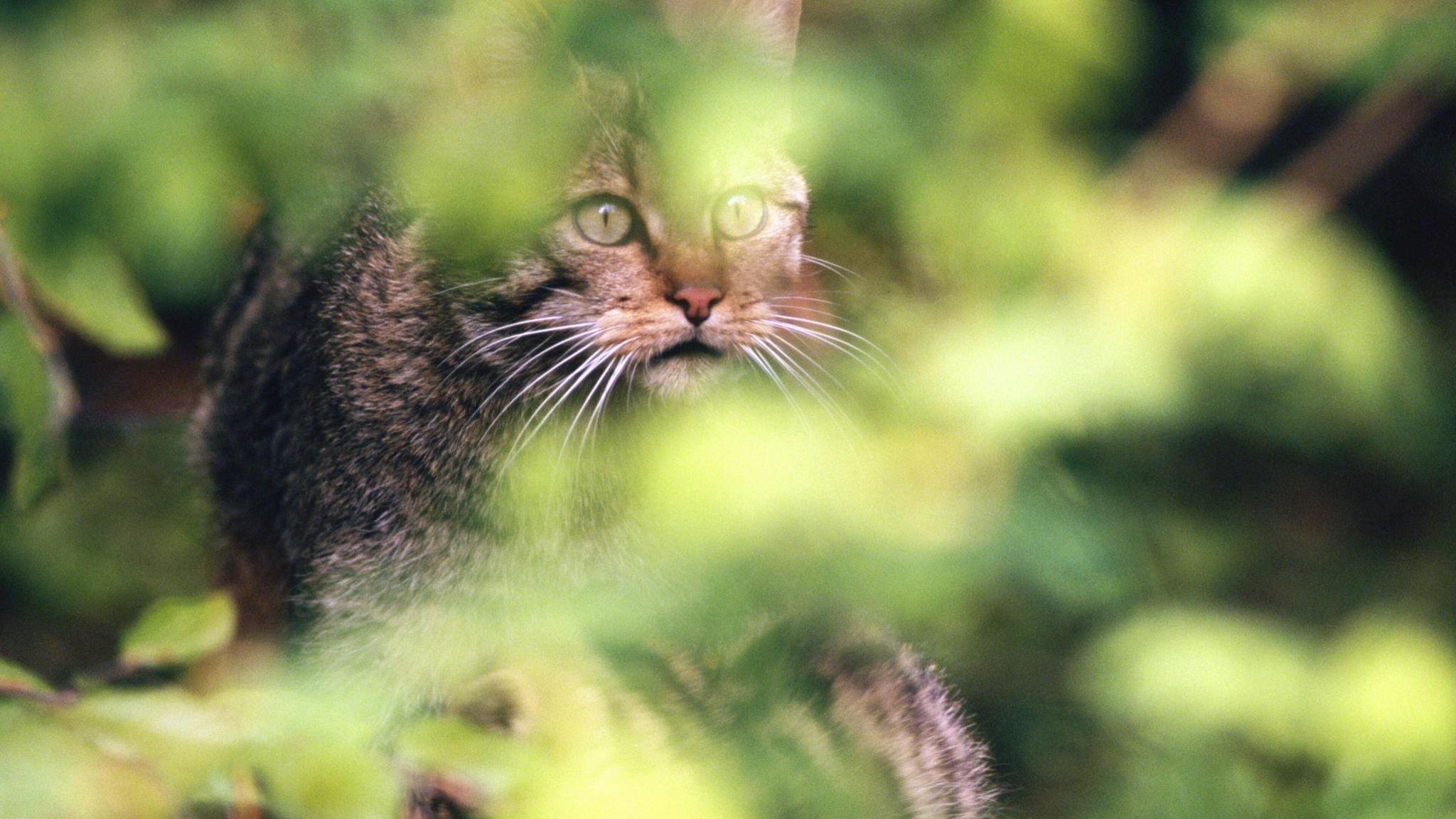 Heimliche Jägerin: Nur selten bekommt man eine Wildkatze zu Gesicht. Denn die geschickten Räuber sind scheu und führen ein Leben im Verborgenen