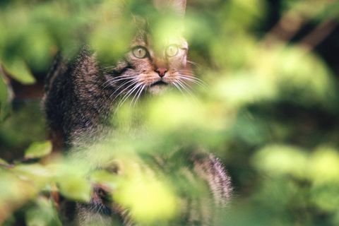 Heimliche Jägerin: Nur selten bekommt man eine Wildkatze zu Gesicht. Denn die geschickten Räuber sind scheu und führen ein Leben im Verborgenen