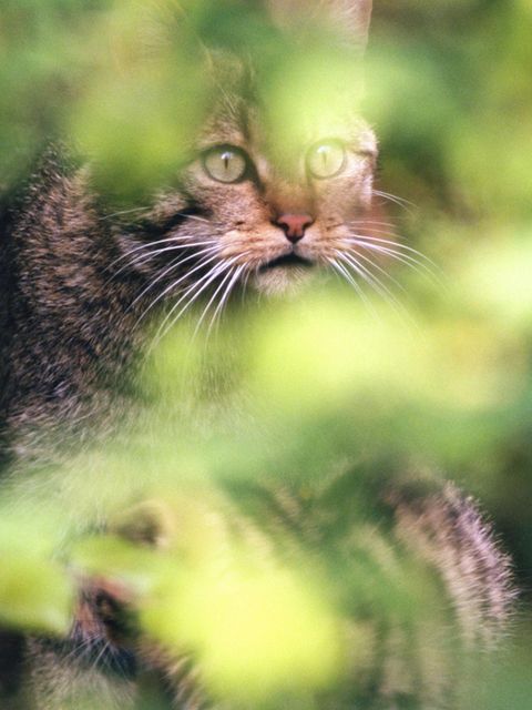 Heimliche Jägerin: Nur selten bekommt man eine Wildkatze zu Gesicht. Denn die geschickten Räuber sind scheu und führen ein Leben im Verborgenen