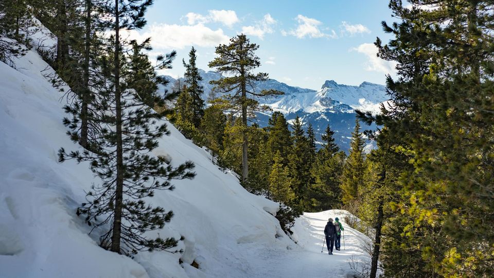 Dort, wo die Fichten ausfransen und in den Zirbenwald übergehen, verläuft der Pieralongia-Weg. Wir treffen den ganzen Tag keinen Menschen
