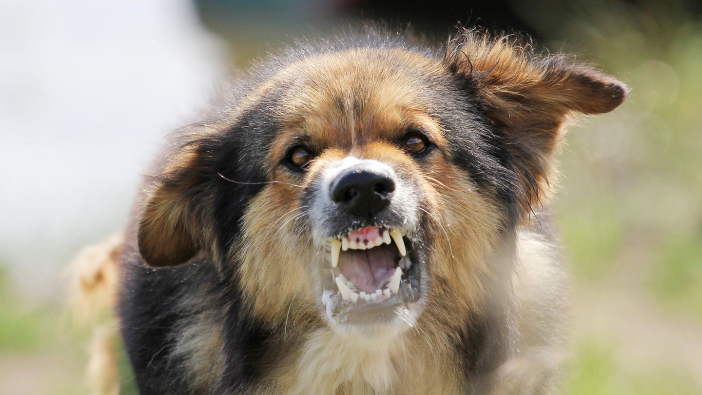 Aggressiver Hund
