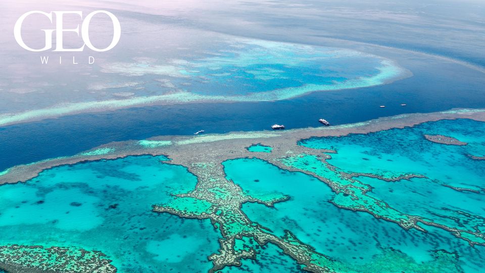 GEO WILD: Great Barrier Reef: Spektakuläre Aufnahmen aus einer Schatzkammer der Natur