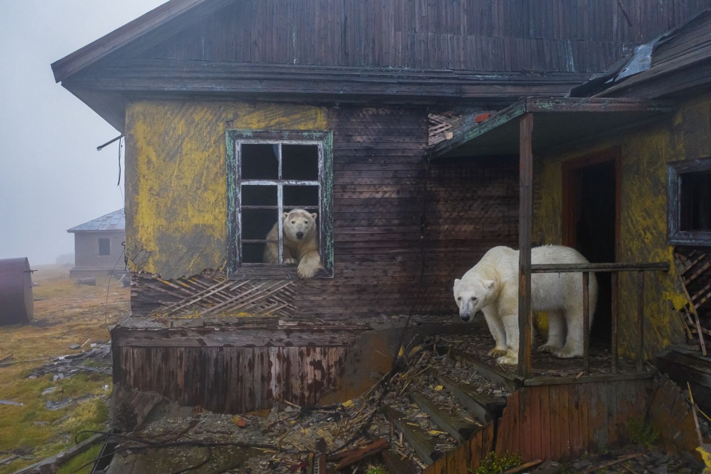 Eisbären in altem Haus