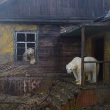 Eisbären in altem Haus