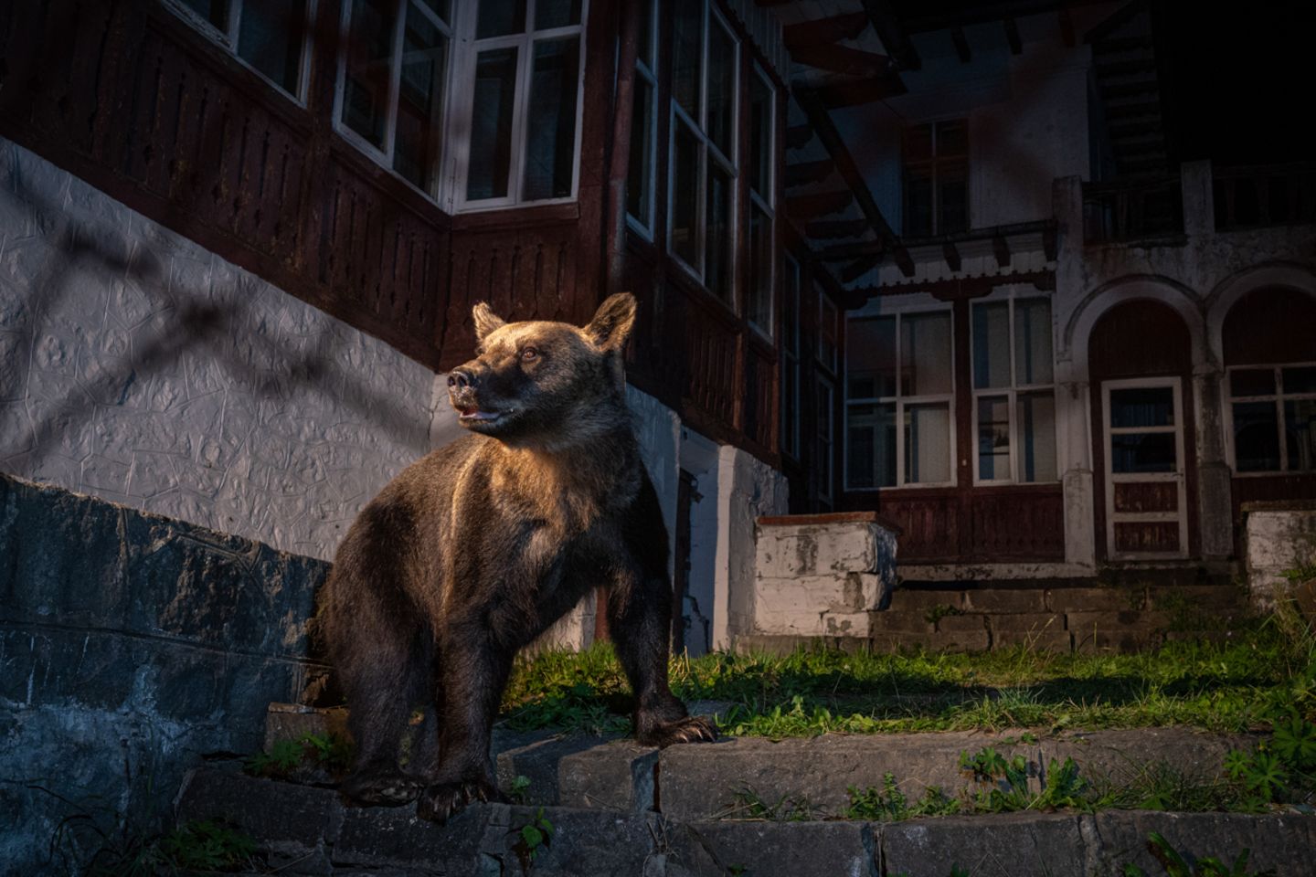 Gewinner der Kategorie "Portfolio": David Hup, Michiel van Noppen Nature Photographer of the Year 2022