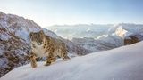 Schneeleopard im Scheen