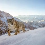 Schneeleopard im Scheen
