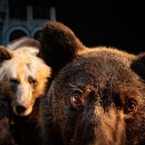 Nature Photographer of the Year 2022