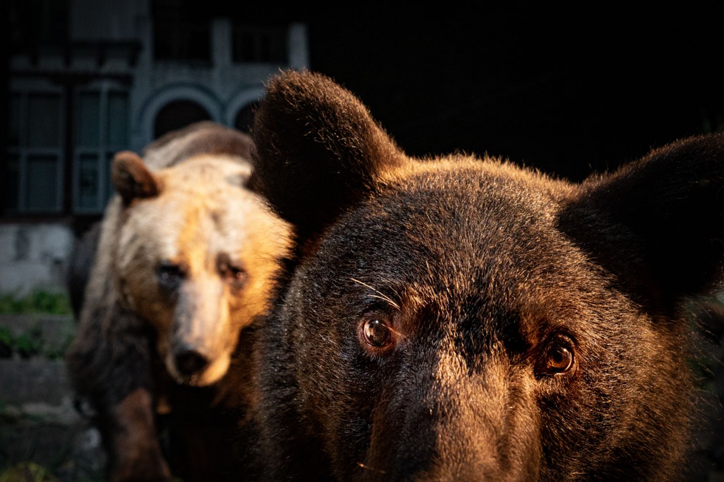 Gewinner der Kategorie "Portfolio": David Hup, Michiel van Noppen Nature Photographer of the Year 2022