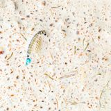 Nature Photographer of the Year 2022