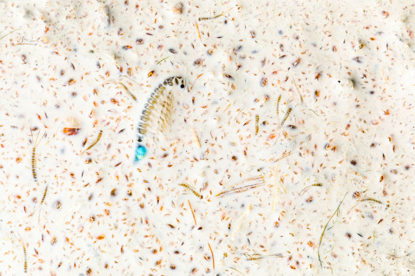 Gewinner der Kategorie "Andere Tiere": Bernhard Schubert Nature Photographer of the Year 2022