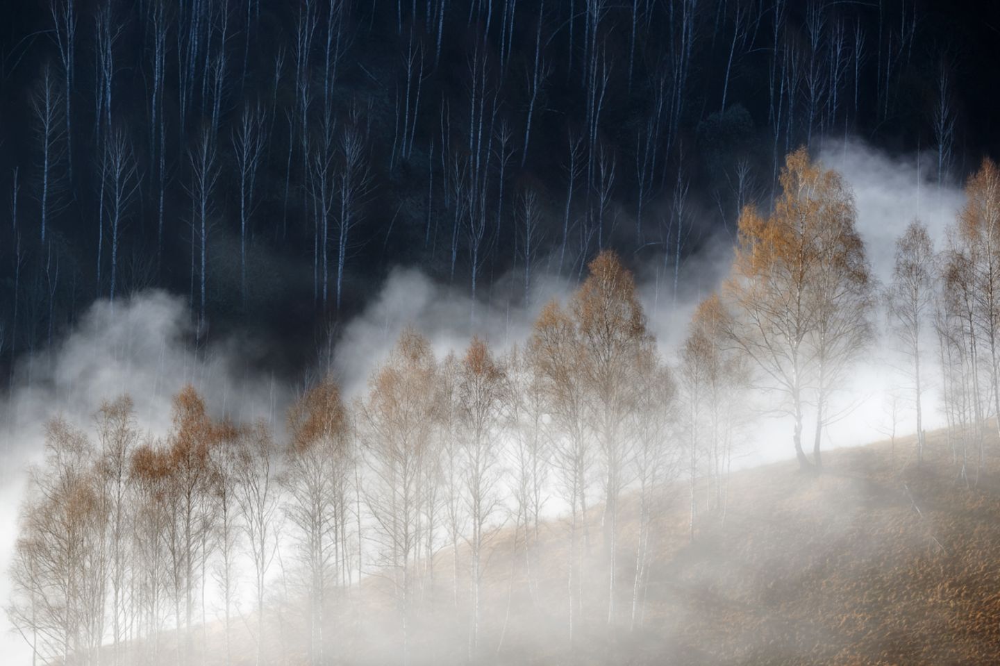 Gewinner der Kategorie "Pflanzen und Pilze": Soare Laurentiu Nature Photographer of the Year 2022