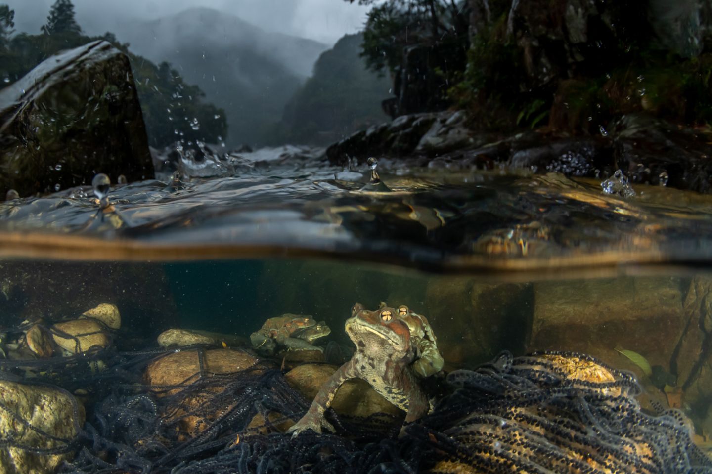 Gewinner der Kategorie "Unterwasser": Kazushige Horiguchi Nature Photographer of the Year 2022
