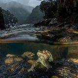 Nature Photographer of the Year 2022