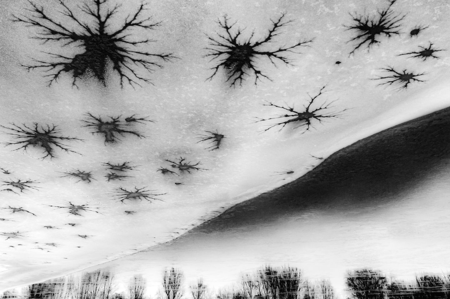 Gewinner der Kategorie "Natur-Kunst": Csaba Daróczi Nature Photographer of the Year 2022