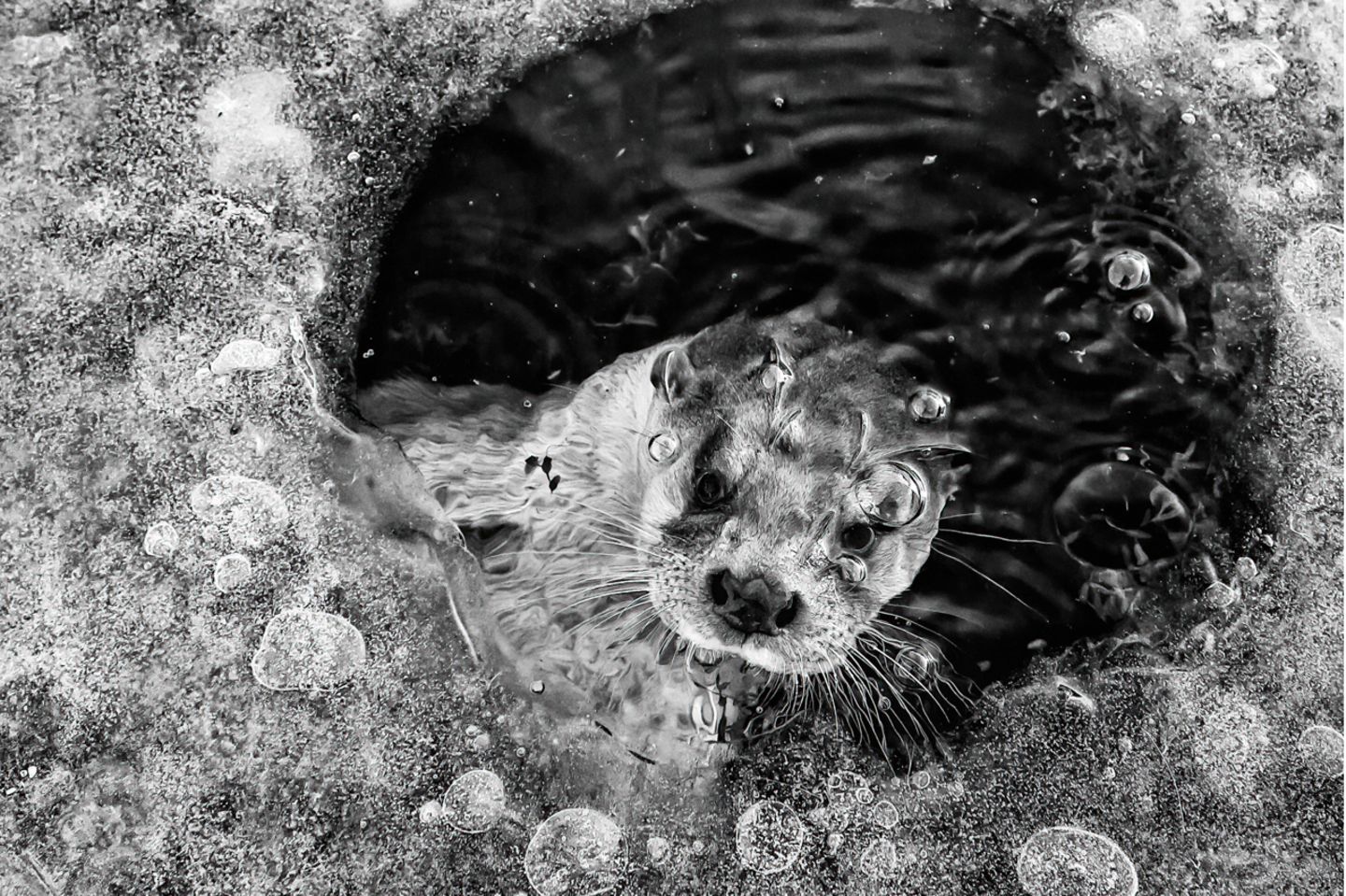 Gewinner der Kategorie "Schwarz-weiß": Ernst Dirksen Nature Photographer of the Year 2022