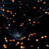 Nature Photographer of the Year 2022