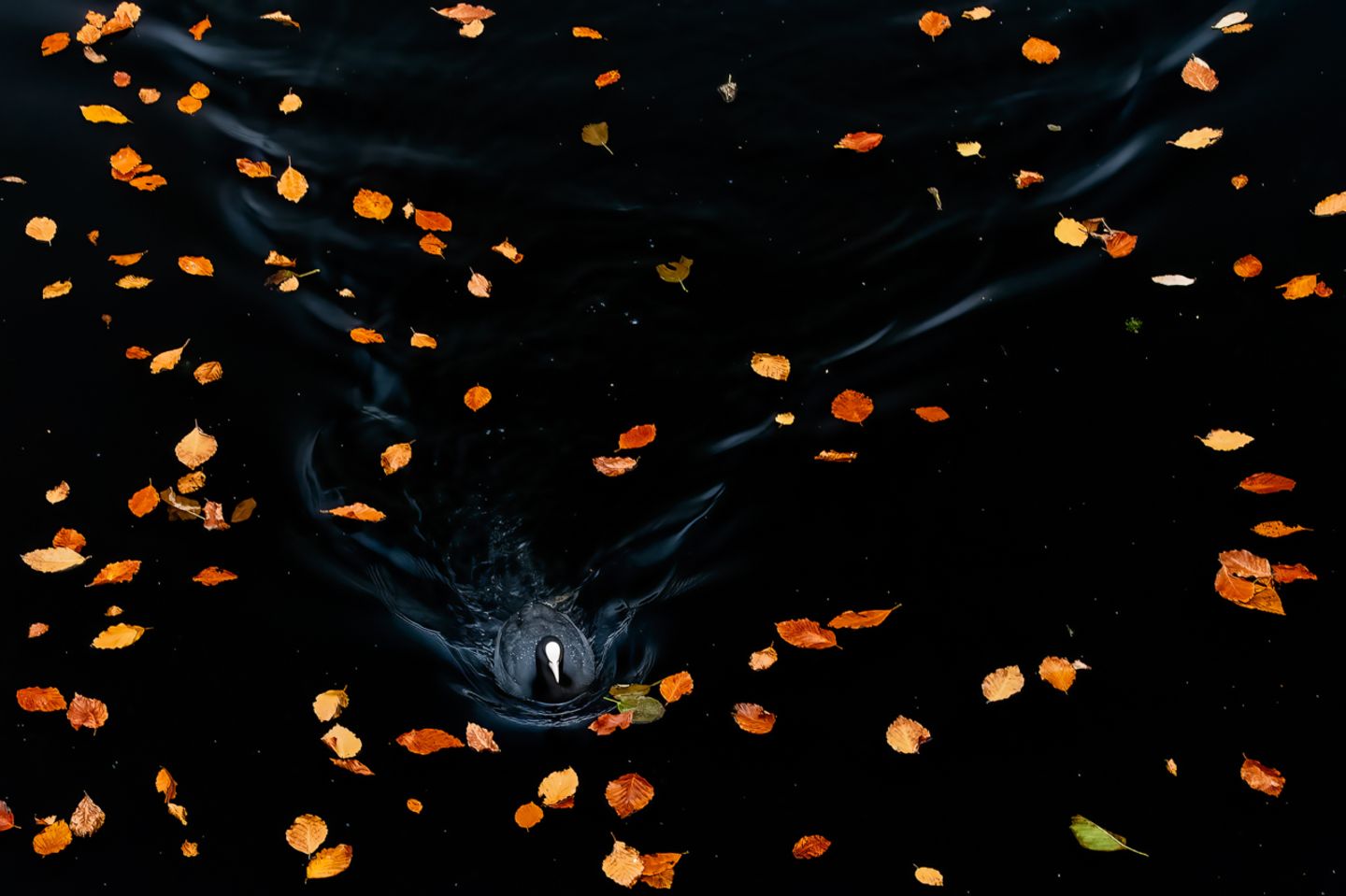 Gewinnerin der Kategorie "Natur der Nature of De Lage Landen": Franka Slothouber Nature Photographer of the Year 2022