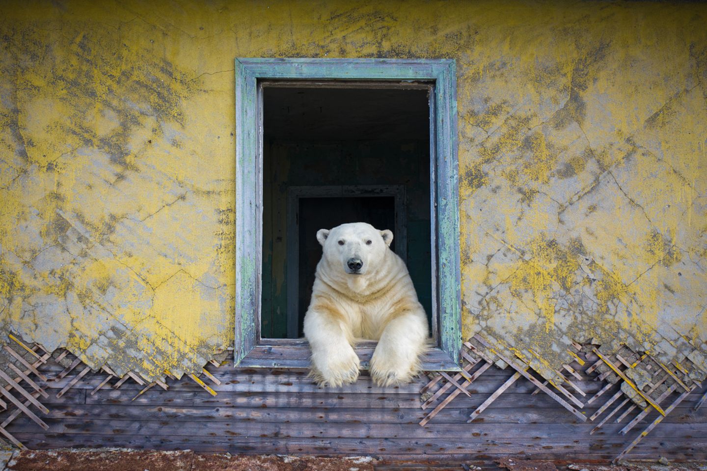 Gewinner der Kategorie "Tierporträts": Dmitry Kokh Nature Photographer of the Year 2022