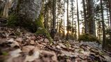 Nature Photographer of the Year 2022