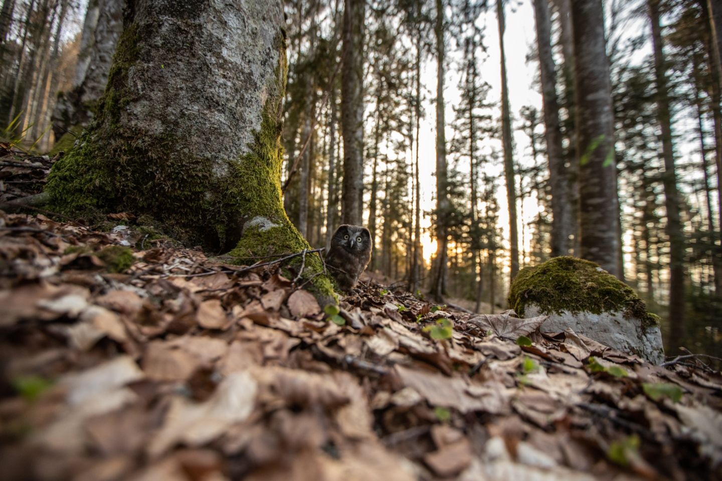 Gewinner der Kategorie "Jugend": Clémence Till Nature Photographer of the Year 2022