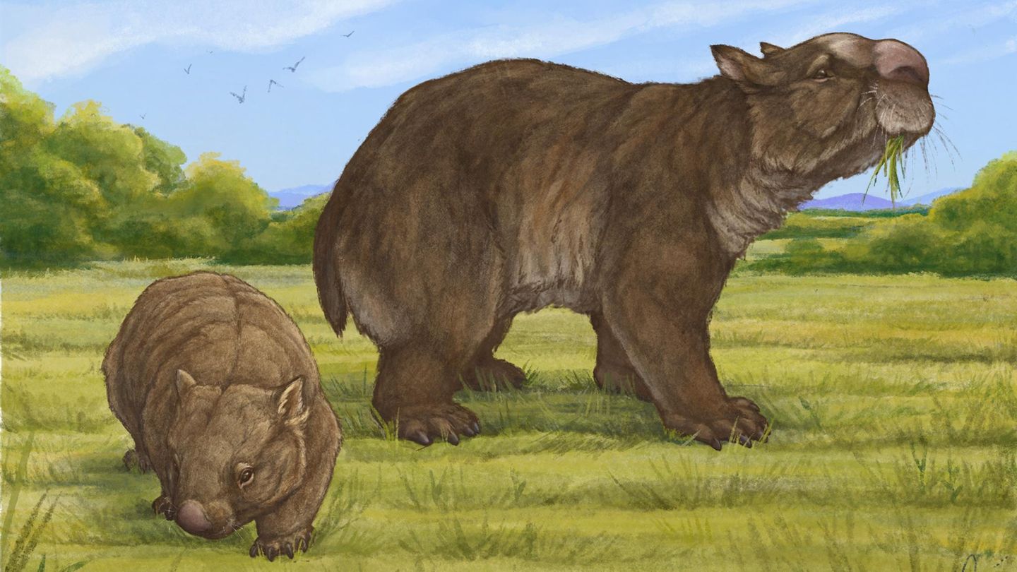 Illustration Riesenwombat