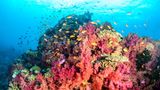 Buntes Riff mit vielen orangenen Fischen