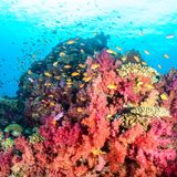 Buntes Riff mit vielen orangenen Fischen