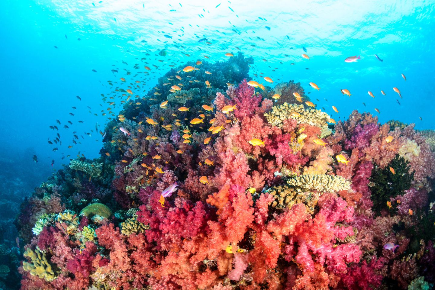 Regenbogenbunte Unterwasserwelt Buntes Riff mit vielen orangenen Fischen